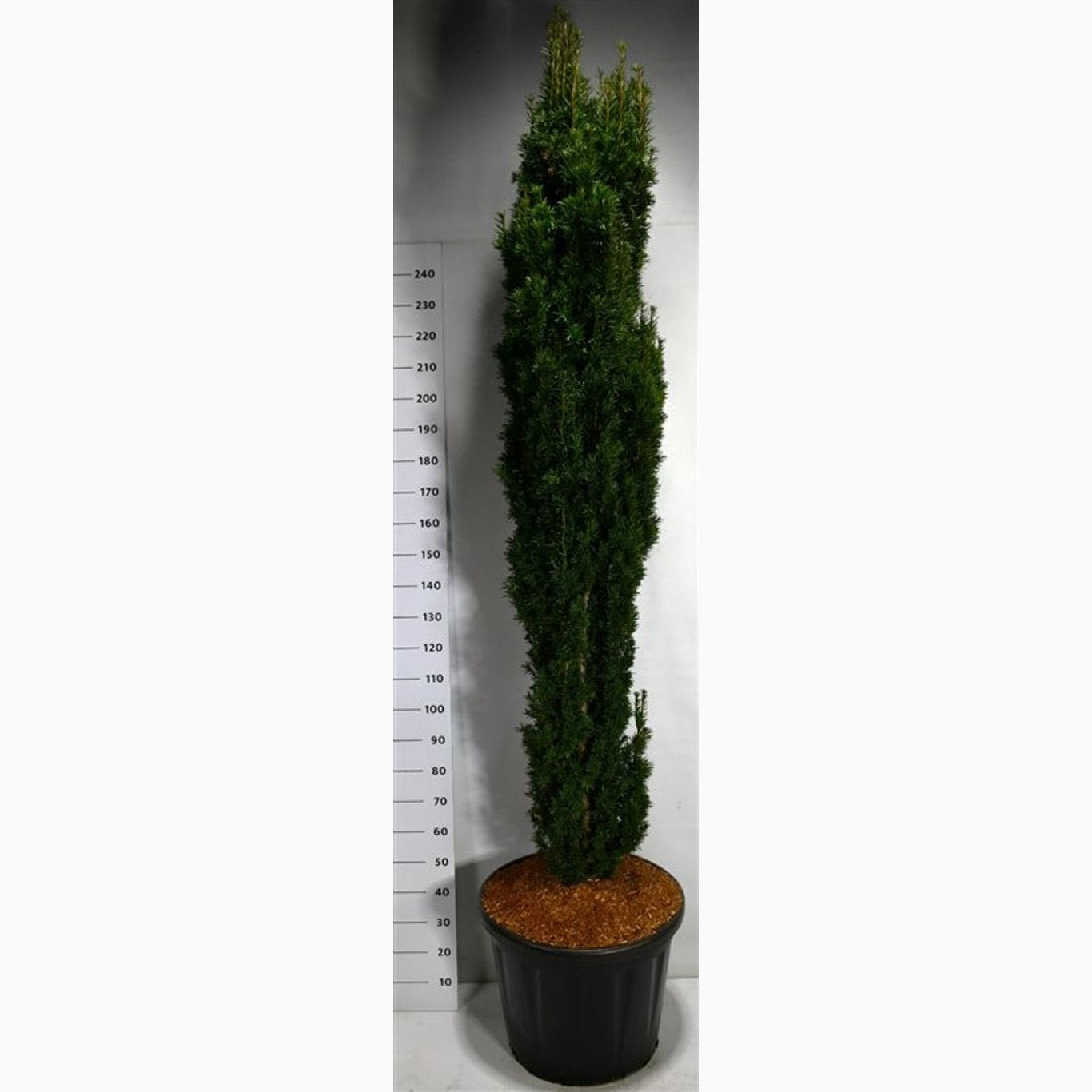 Idegran – Taxus baccata 'Fastigiata Robusta' - C110 180-200 CM